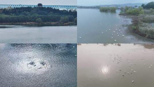 航拍河南三门峡天鹅湖湿地公园高清在线视频素材下载