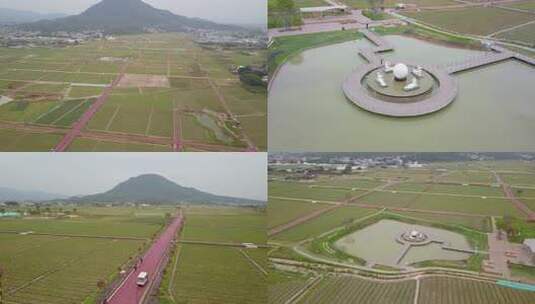 漳州水仙花海高清在线视频素材下载