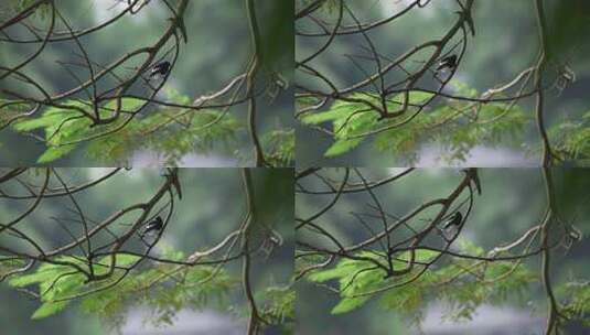 一只鹊鸲在树枝上栖息高清在线视频素材下载