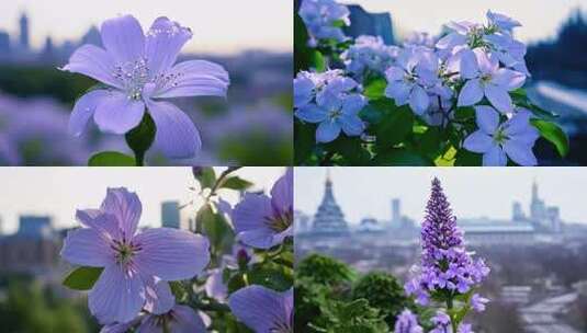 带水珠的丁香花  哈尔滨市花微距特写高清在线视频素材下载