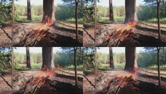 白天树林燃起篝火高清在线视频素材下载
