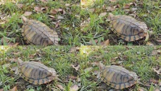 密西西比红耳龟（巴西龟）高清在线视频素材下载