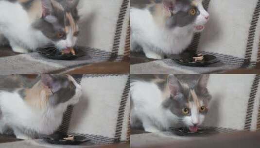 吃食物的小猫咪高清在线视频素材下载