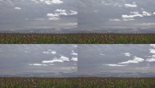 玉米地上空的乌云移动高清在线视频素材下载