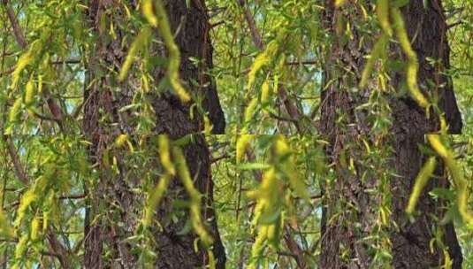 发芽的柳树特写镜头高清在线视频素材下载