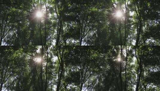 树林间随风摇动的树叶间透光的阳光高清在线视频素材下载