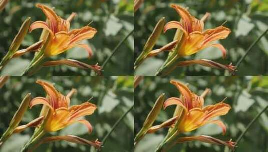 花园里的橙色花朵高清在线视频素材下载