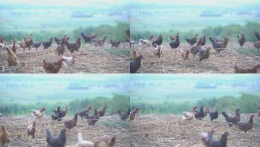农家散养土鸡25帧原素材高清在线视频素材下载