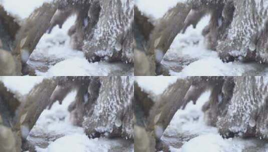 猴子在雪地里抓雪高清在线视频素材下载