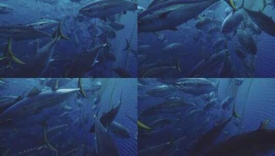 鱼在海洋里遨游高清在线视频素材下载
