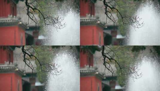 北京大觉寺许愿池前含苞待放的花朵高清在线视频素材下载