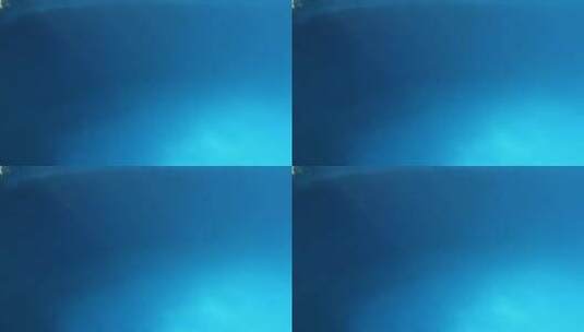 水下的海豚高清在线视频素材下载