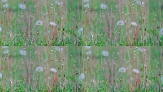 升格实拍北京春天公园里大片盛开的蒲公英花高清在线视频素材下载