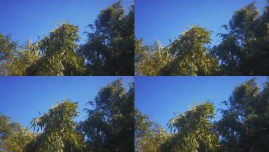 实拍 蓝天 绿色 植物 树枝 竹叶高清在线视频素材下载