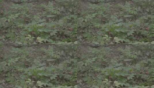 人参林下参种植参籽采收LOG视频高清在线视频素材下载