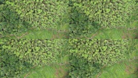 航拍南岳衡山风景区森林树木植被高清在线视频素材下载