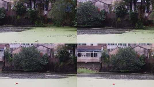 4k实拍下雨天农村池塘里的鸭子们高清在线视频素材下载