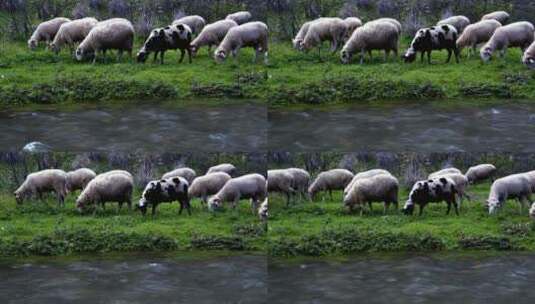 在小溪边吃草的野羊高清在线视频素材下载
