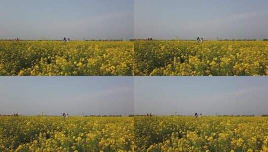 济南龙山平陵古城油菜花基地，春季油菜花田高清在线视频素材下载