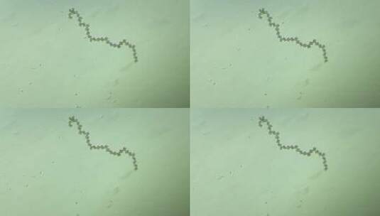 生物科普科研素材 连成一串的硅藻3高清在线视频素材下载