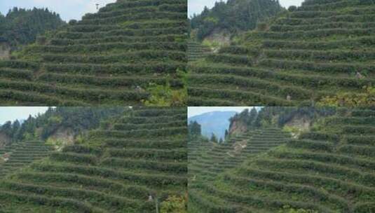 南岳衡山云雾茶茶场高清在线视频素材下载