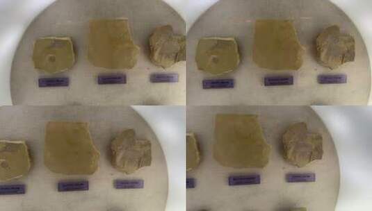 海洋生物古生物恐龙化石高清在线视频素材下载