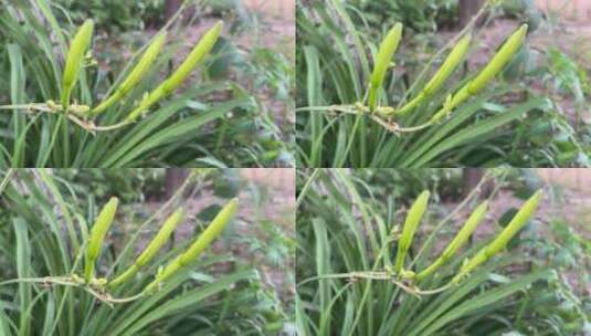 黄花菜植物特写镜头高清在线视频素材下载