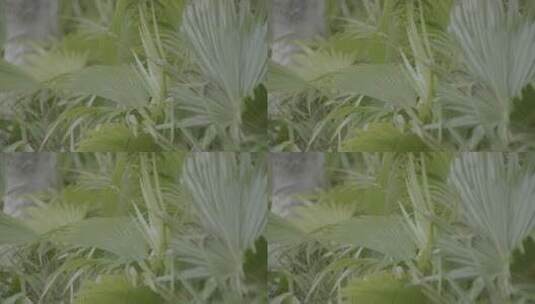 棕榈 园林 绿植 松下S1H v-log拍摄 绿化01高清在线视频素材下载