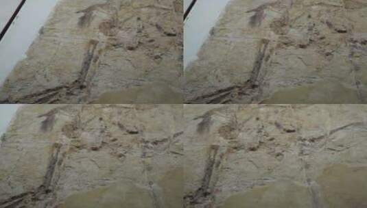 小恐龙化石考古高清在线视频素材下载
