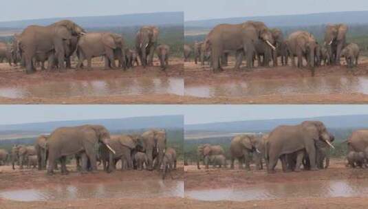 池塘里的一群非洲象高清在线视频素材下载