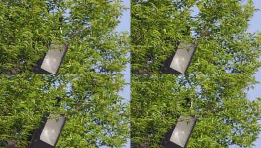 路灯上的喜鹊 鸟儿高清在线视频素材下载