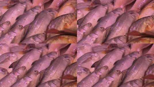 农贸市场里的海鲜产品鱼高清在线视频素材下载