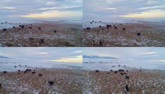 冬季的巴音布鲁克草原高清在线视频素材下载