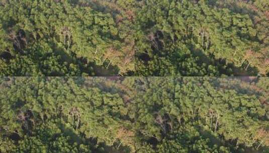 热带雨林航拍-海南-森林-4k高清在线视频素材下载