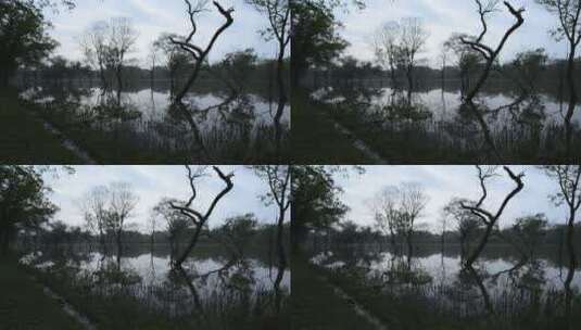 湖里的枯树高清在线视频素材下载