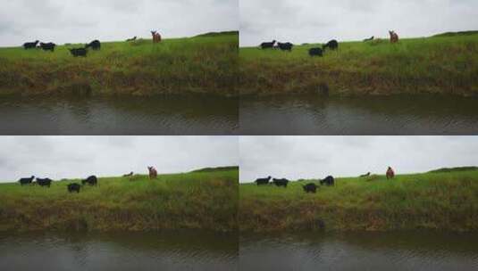 实拍草原上牛羊成群吃草高清在线视频素材下载