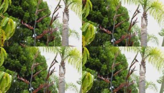 棕榈树上觅食的蜂鸟高清在线视频素材下载