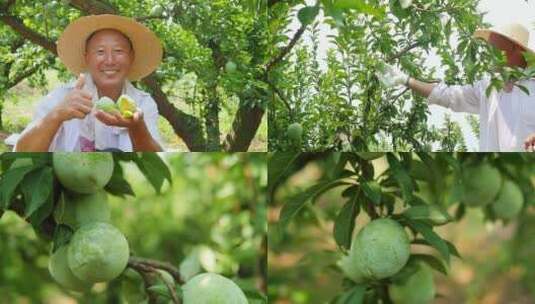 奈李素材高清在线视频素材下载