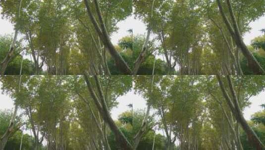 森林景观低角度拍摄高清在线视频素材下载