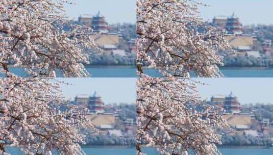 颐和园的春色高清在线视频素材下载
