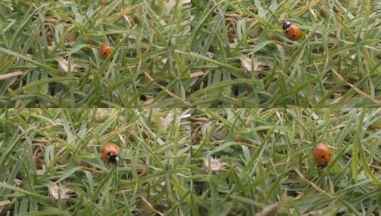 草丛中爬行的瓢虫高清在线视频素材下载