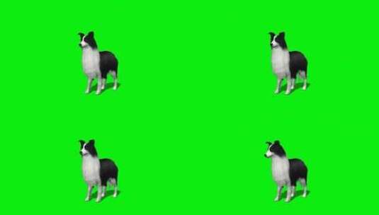 绿幕-动物-黑白狗轻轻抬头高清在线视频素材下载