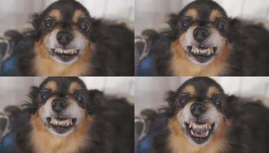 小狗对着镜头龇牙高清在线视频素材下载
