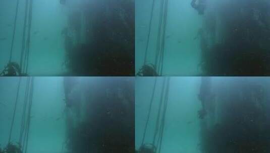 水下摄影的潜水员高清在线视频素材下载