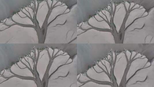 慢速特写航拍鄱阳湖生命之树高清在线视频素材下载