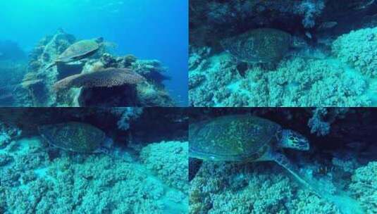 海底 海龟 吃珊瑚 游动高清在线视频素材下载