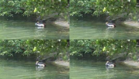水边的灰冕鹤高清在线视频素材下载