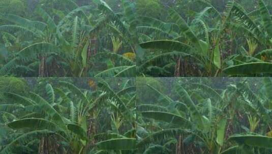 雨季雨打芭蕉树高清在线视频素材下载