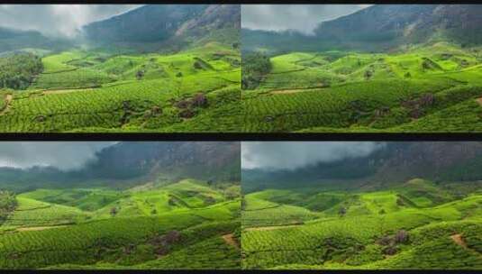 印度喀拉拉邦的绿色茶园高清在线视频素材下载