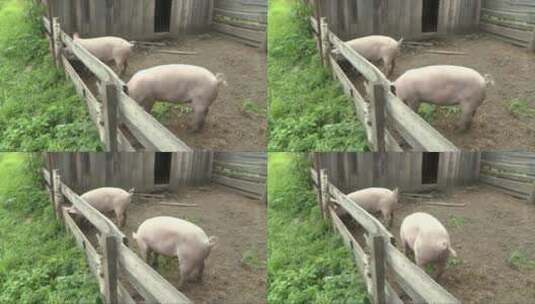猪场里的两头猪高清在线视频素材下载